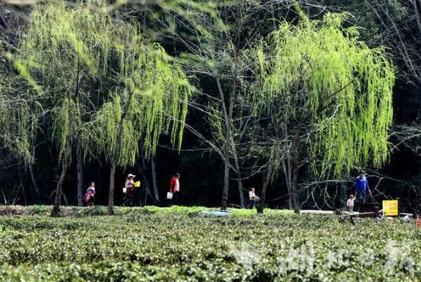 有关于咸丰龙坪村：抢晴抢鲜采春茶的相关信息(3)