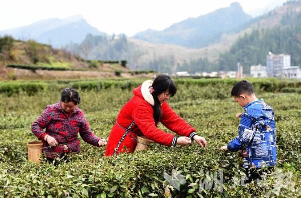 有关于咸丰龙坪村：抢晴抢鲜采春茶的相关信息(1)