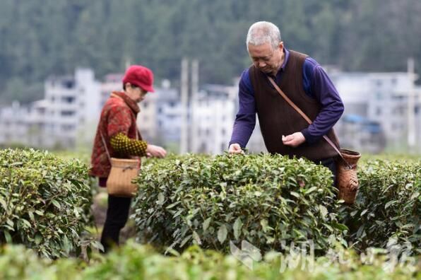 有关于咸丰龙坪村：抢晴抢鲜采春茶的相关信息