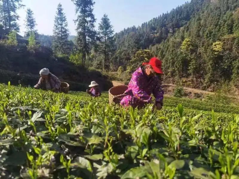 关于醴陵：春到茶飘香，茶农采撷忙的内容