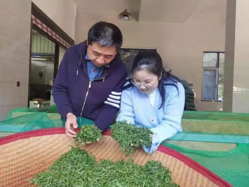 关于醴陵：春到茶飘香，茶农采撷忙的内容(1)