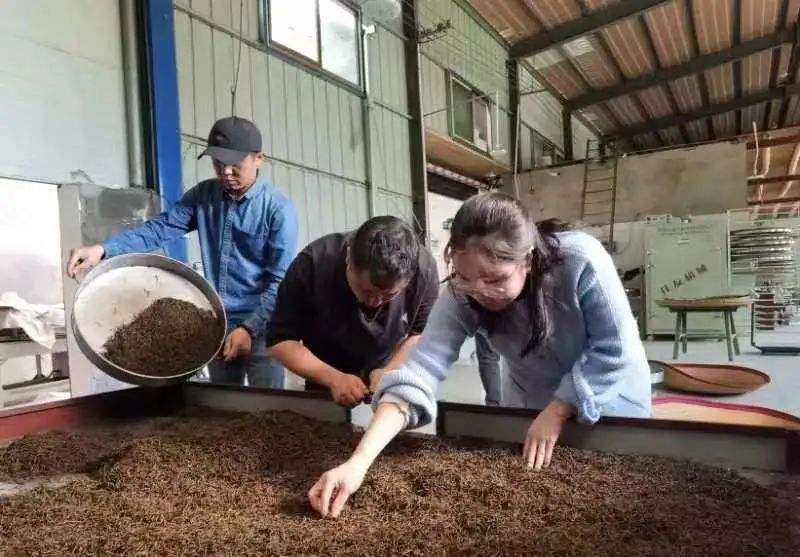 关于醴陵：春到茶飘香，茶农采撷忙的内容(3)