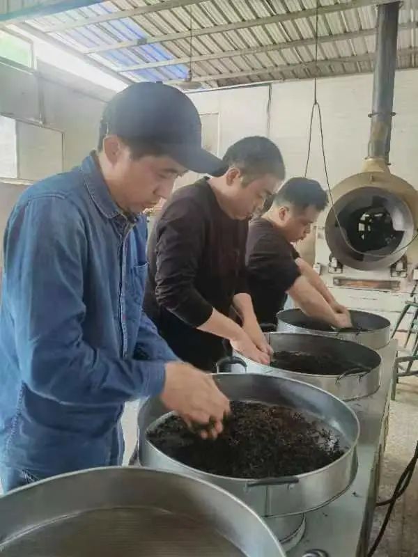 关于醴陵：春到茶飘香，茶农采撷忙的内容(2)
