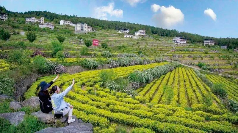 关于好山好水出好茶 旺苍培育出百亿茶产业集群的信息(4)