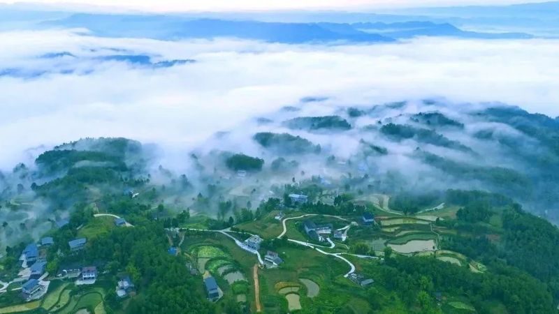 关于好山好水出好茶 旺苍培育出百亿茶产业集群的信息(5)