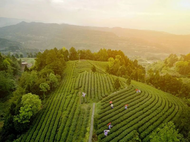 关于好山好水出好茶 旺苍培育出百亿茶产业集群的信息