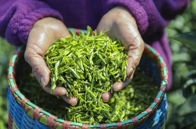 有关于太和镇：春风度茶山 茶农采茶忙的新闻(3)