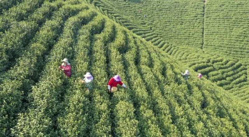 有关于太和镇：春风度茶山 茶农采茶忙的新闻(2)