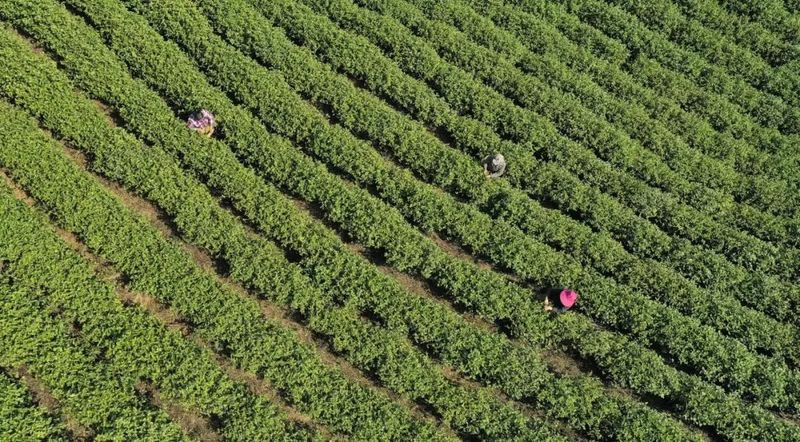 有关于太和镇：春风度茶山 茶农采茶忙的新闻