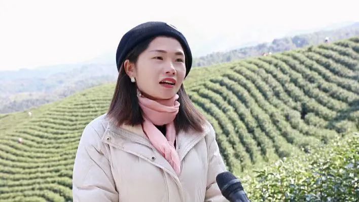 有关于太和镇：春风度茶山 茶农采茶忙的新闻(4)