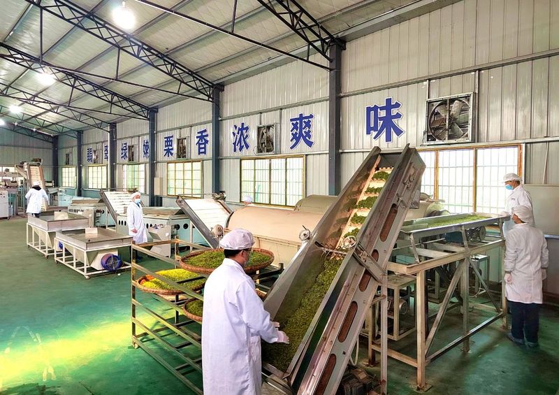 有关于湄潭春茶开采了！的内容(4)