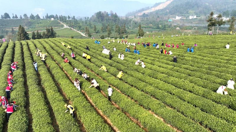 有关于湄潭春茶开采了！的内容(1)