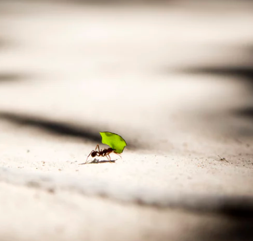 有关于惊蛰，伴着茶香，2023春茶采摘指数今起播报的相关内容