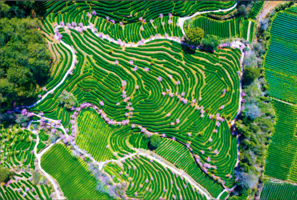 有关于人民论坛调研组：“茶科技”在武夷山生根发芽的最新消息(1)