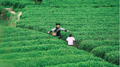 关于吉首市湘西黄金茶文化旅游节暨湖南省消费帮扶营销大赛巅峰之战成功举办的最新消息(12)