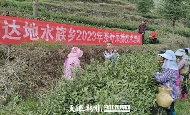 有关于雷山县达地水族乡：春茶采前筹备足 群众增收有希望的相关信息
