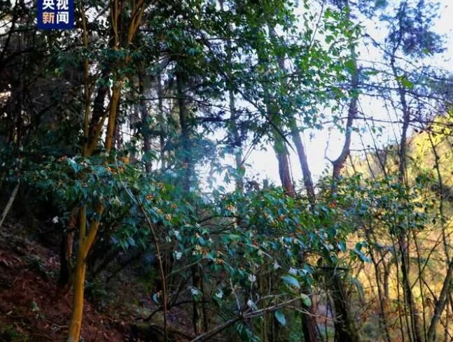 有关于湖北十堰发现珍稀濒危植物长瓣短柱茶的信息(3)