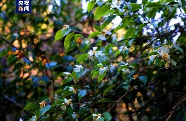 有关于湖北十堰发现珍稀濒危植物长瓣短柱茶的信息(1)