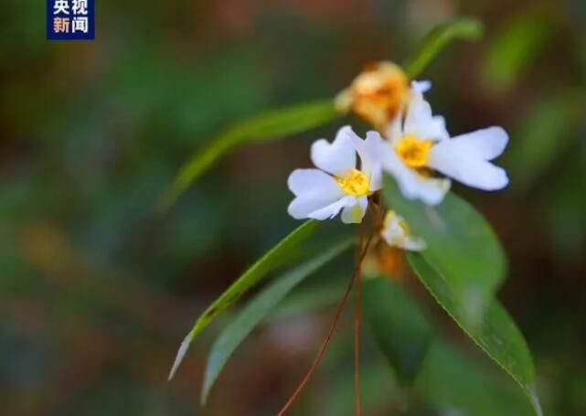 有关于湖北十堰发现珍稀濒危植物长瓣短柱茶的信息