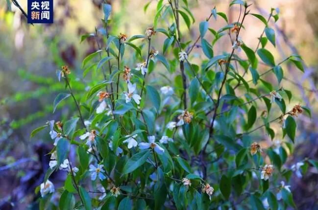 有关于湖北十堰发现珍稀濒危植物长瓣短柱茶的信息(2)