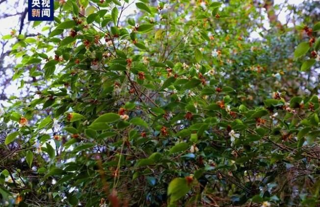 有关于湖北十堰发现珍稀濒危植物长瓣短柱茶的信息(4)