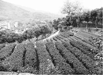 有关于几经沉浮 百年红茶谋变重生的资讯