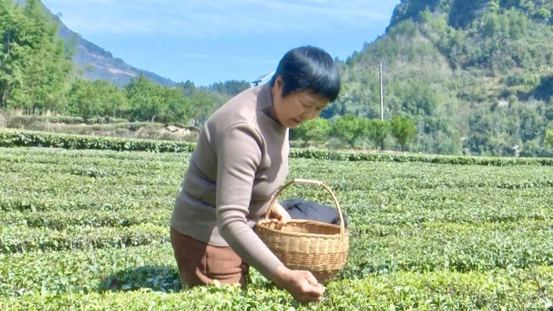 关于新茶飘香！鹤峰近40万亩春茶陆续开采……的最新消息(9)