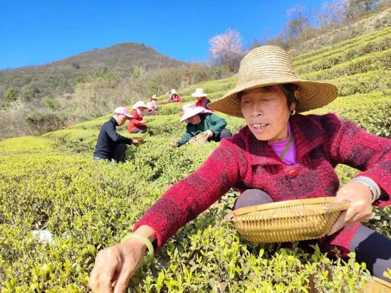 关于新茶飘香！鹤峰近40万亩春茶陆续开采……的最新消息