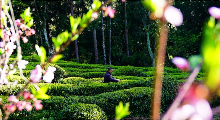 关于新茶飘香！鹤峰近40万亩春茶陆续开采……的最新消息(11)