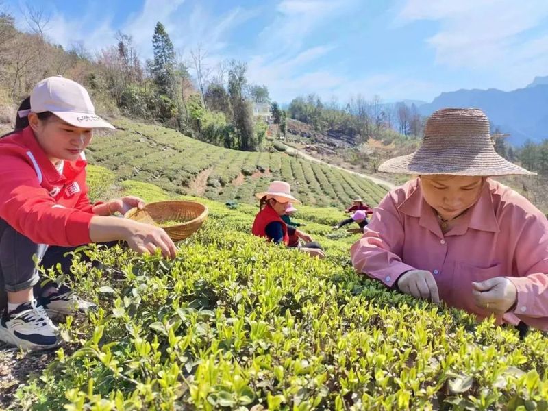 关于新茶飘香！鹤峰近40万亩春茶陆续开采……的最新消息(2)
