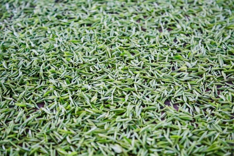 关于新茶飘香！鹤峰近40万亩春茶陆续开采……的最新消息(7)