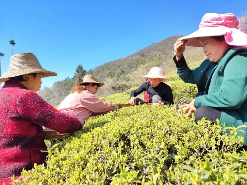 关于新茶飘香！鹤峰近40万亩春茶陆续开采……的最新消息(3)