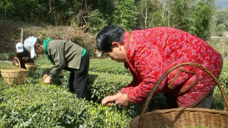 关于新茶飘香！鹤峰近40万亩春茶陆续开采……的最新消息(6)