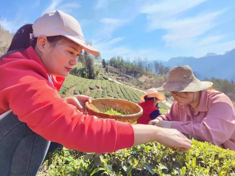 关于新茶飘香！鹤峰近40万亩春茶陆续开采……的最新消息(1)