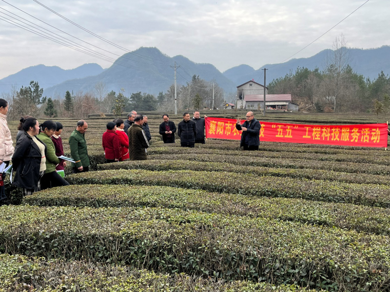有关于襄阳市茶产业链专家团队赴保康组织开展茶农技术培训的内容