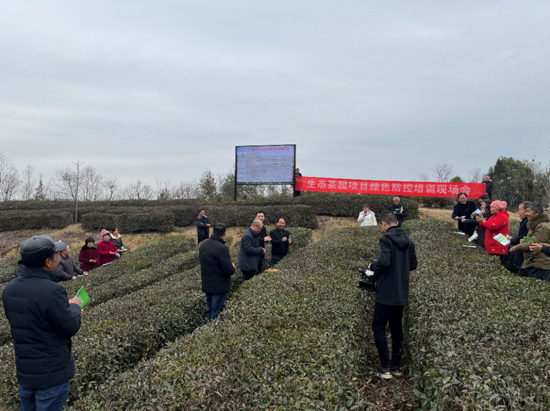 有关于襄阳市茶产业链专家团队赴保康组织开展茶农技术培训的内容(1)