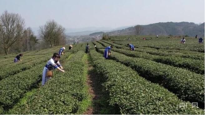 有关于贵州思南：春茶吐新芽 采摘正当时的新闻