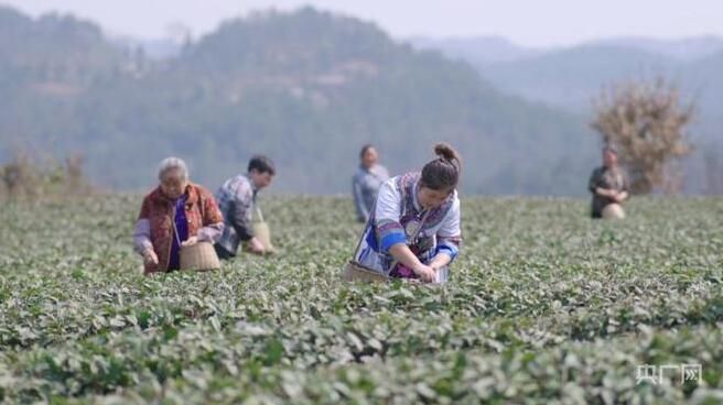 有关于贵州思南：春茶吐新芽 采摘正当时的新闻(2)