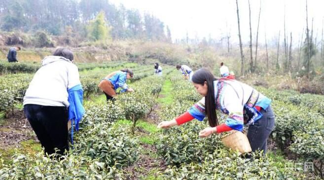 有关于贵州思南：春茶吐新芽 采摘正当时的新闻(1)