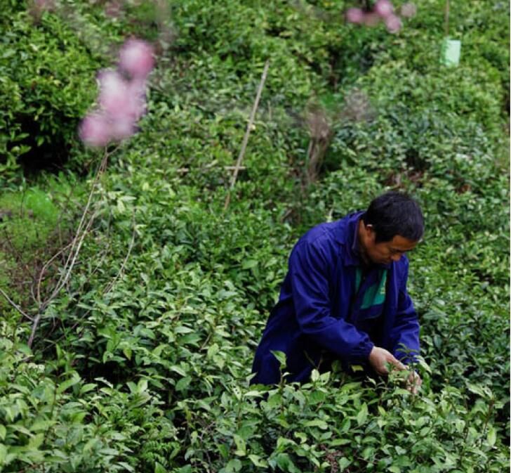 关于湖南安化：黑茶之乡 春茶开采的新闻(4)