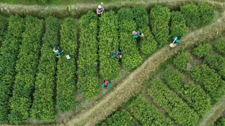 关于湖南安化：黑茶之乡 春茶开采的新闻