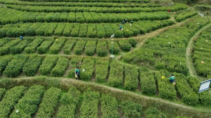 关于湖南安化：黑茶之乡 春茶开采的新闻(1)