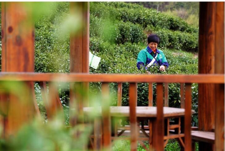 关于湖南安化：黑茶之乡 春茶开采的新闻(5)