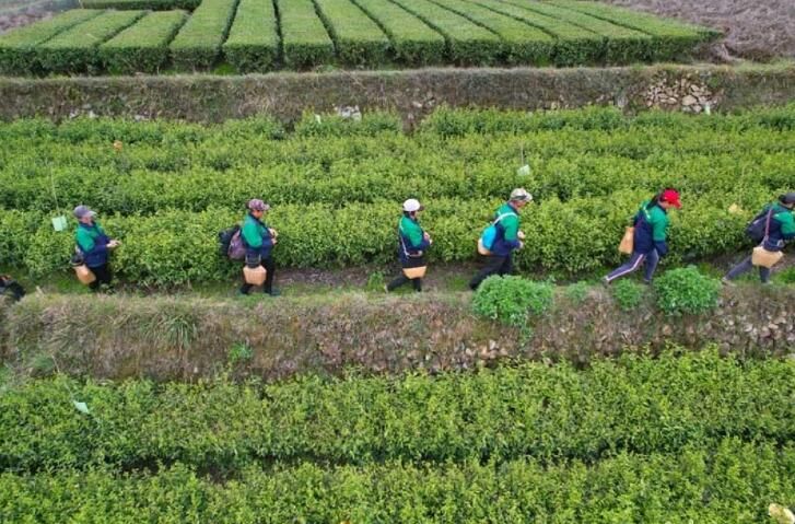 关于湖南安化：黑茶之乡 春茶开采的新闻(3)