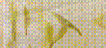 有关于一片茶叶“炼”成百亿产业集群 《人民日报》关注旺苍茶产业的信息(8)