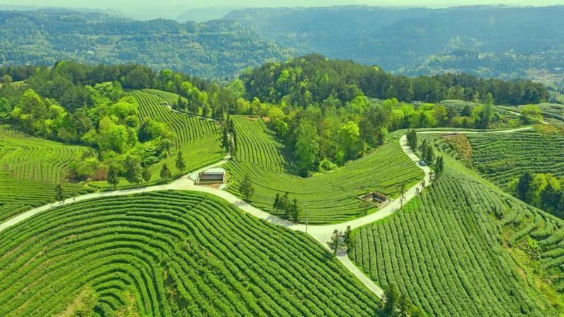 有关于一片茶叶“炼”成百亿产业集群 《人民日报》关注旺苍茶产业的信息(2)