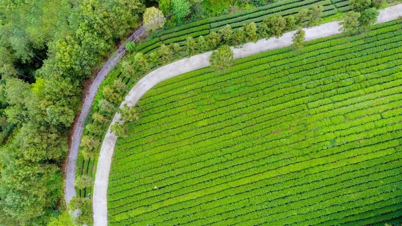 有关于一片茶叶“炼”成百亿产业集群 《人民日报》关注旺苍茶产业的信息(9)