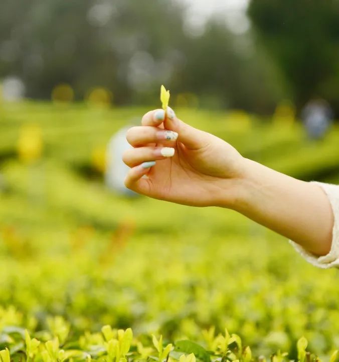 有关于一片茶叶“炼”成百亿产业集群 《人民日报》关注旺苍茶产业的信息(6)
