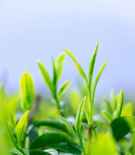 有关于一片茶叶“炼”成百亿产业集群 《人民日报》关注旺苍茶产业的信息(3)