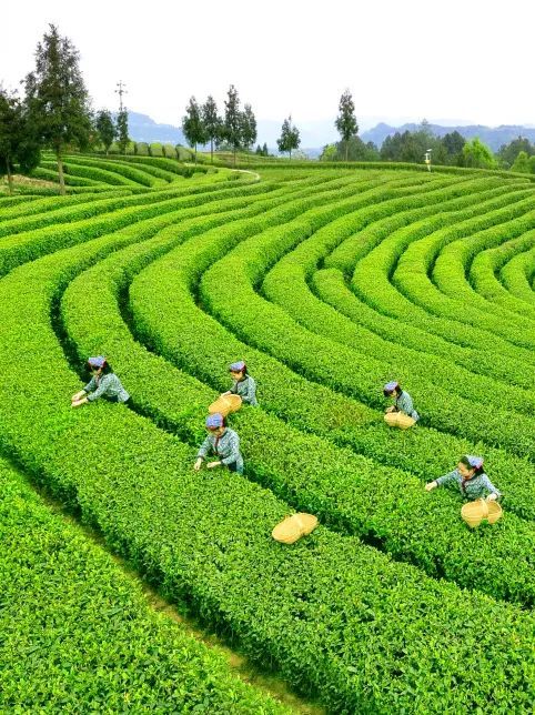 有关于一片茶叶“炼”成百亿产业集群 《人民日报》关注旺苍茶产业的信息(1)